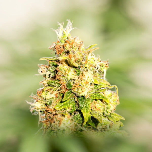 Orange Bud