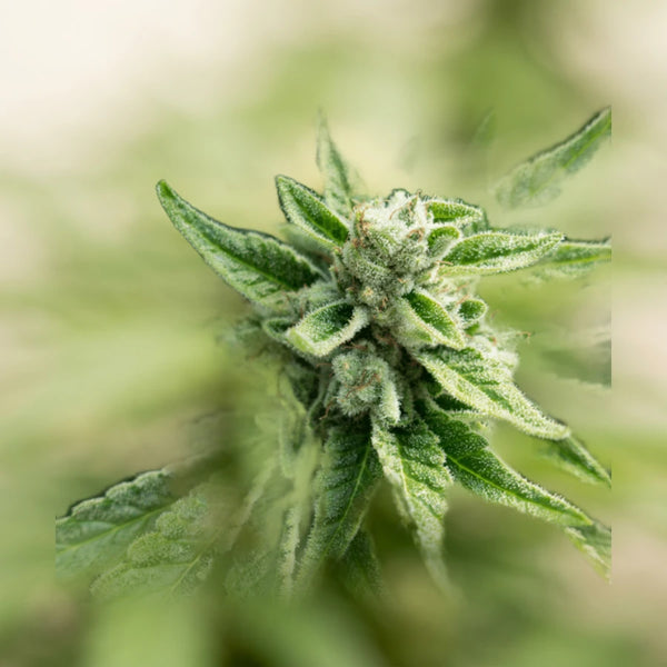 OG Kush