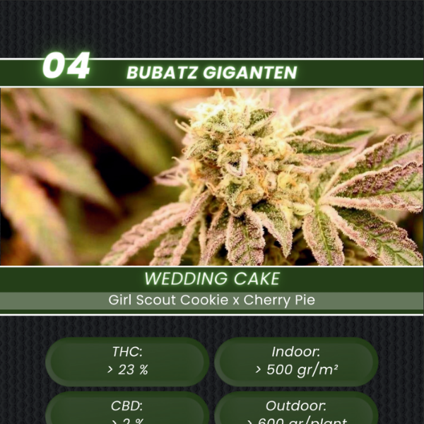 Bubatz Bundle | Quartett und 3 Samen