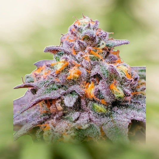 Gelato 33