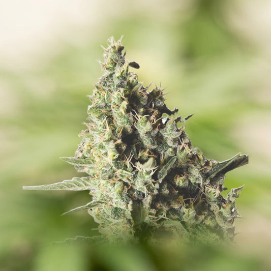 Northern Lights