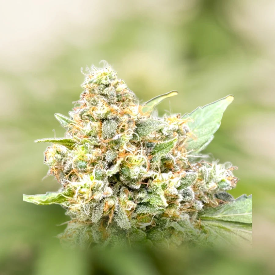 Godfather OG