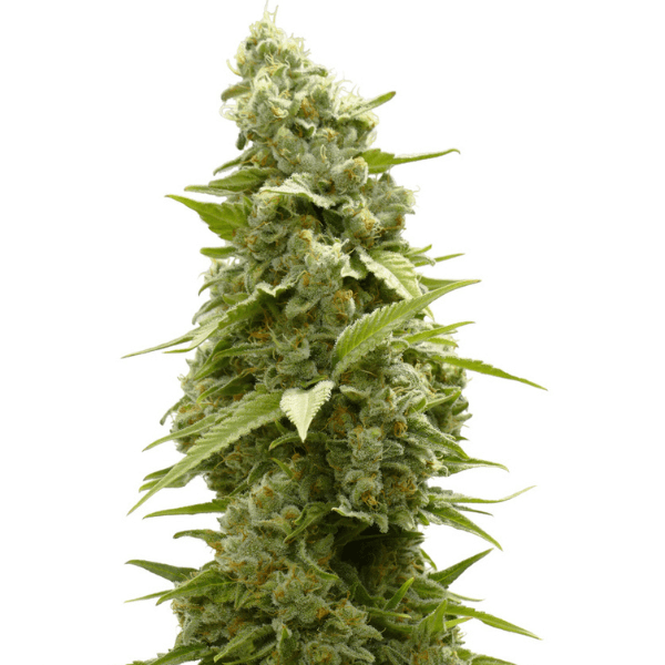 AK47 | Feminisierte Cannabissamen