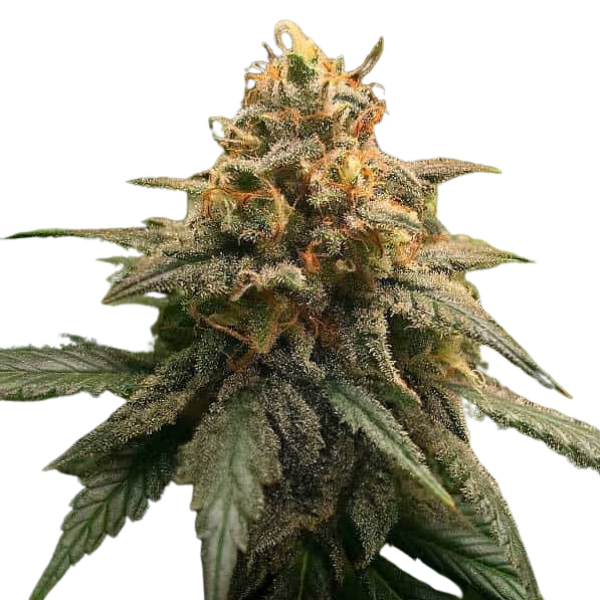 Amnesia | Autoflowering Cannabissamen von DonSeed