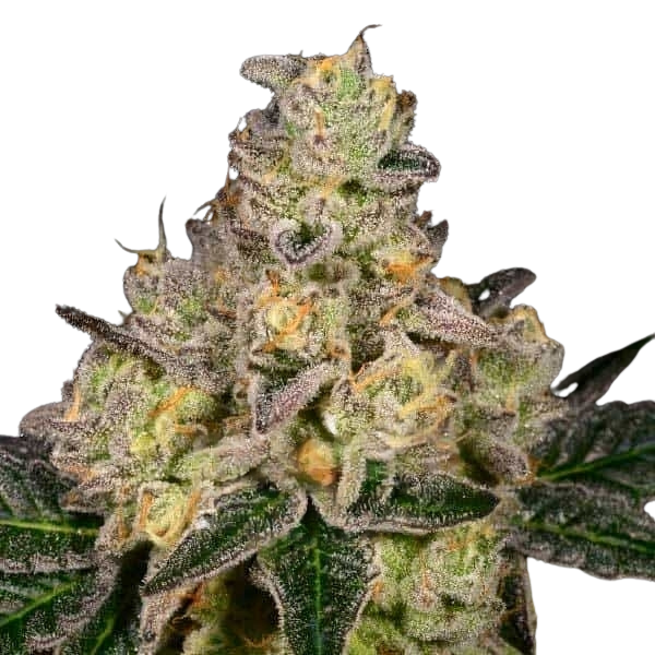 DO-SI-DOS | Feminisierte Cannabissamen