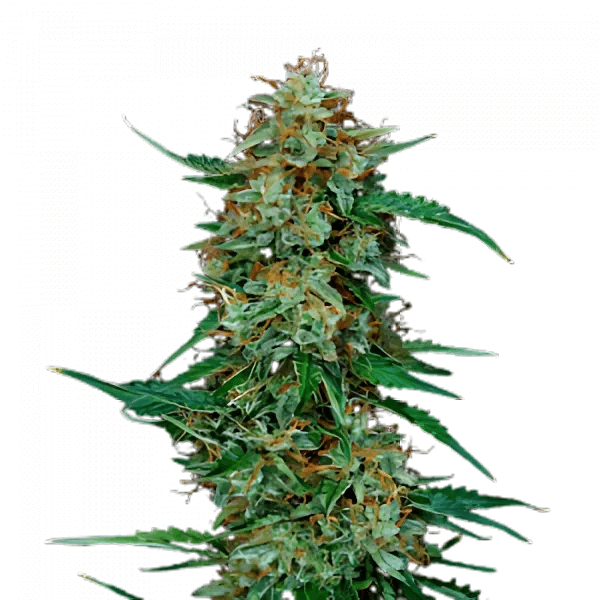 Deimos | Autoflower Cannabissamen von DonSeed