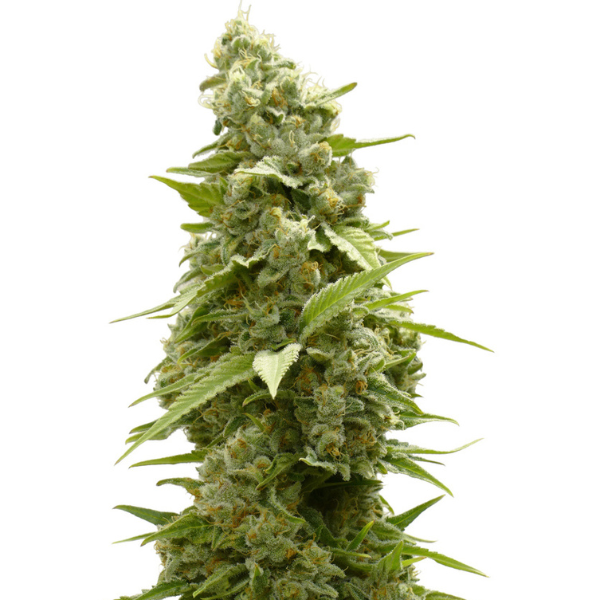 AK-47 | Autoflower Cannabissamen