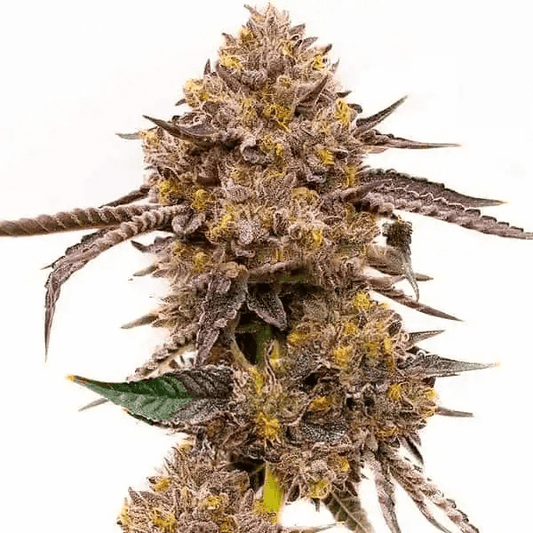 Biscotti | Feminisierte Cannabissamen