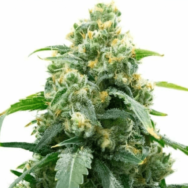Big Bud | Feminisierte Cannabissamen