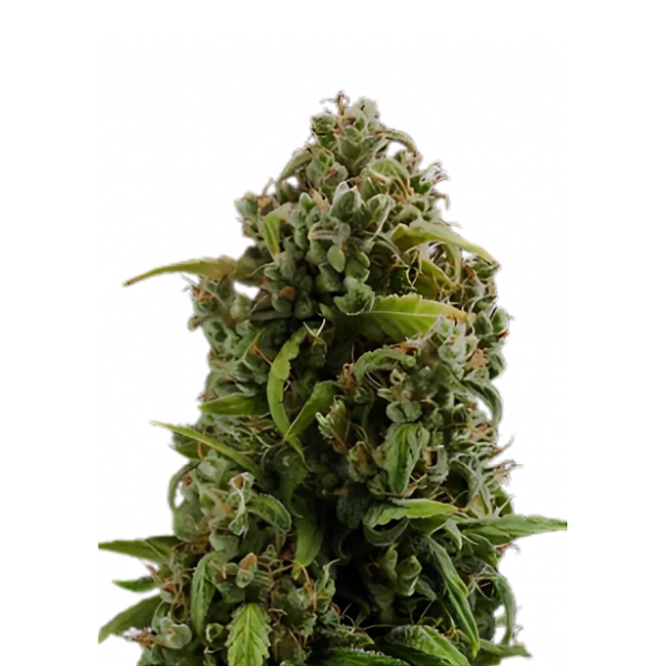 Diesel Automatic | Autoflower Cannabissamen