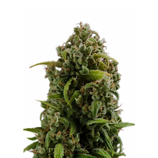 Diesel Automatic | Autoflower-Cannabissamen