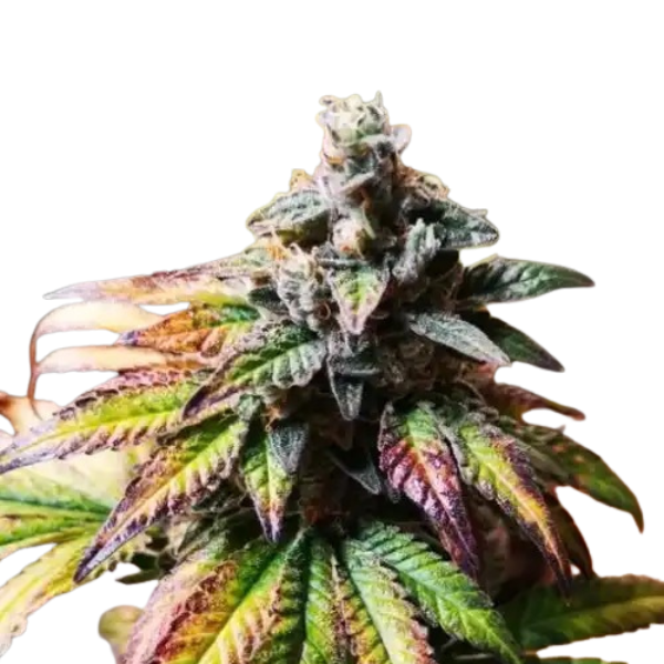 Gorilla Glue G4 | Feminisierte Cannabissamen