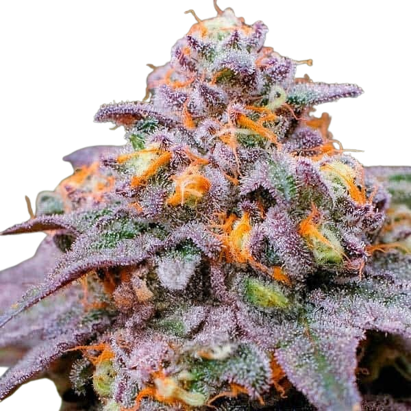 Gelato 33 | Feminisierte Cannabissamen