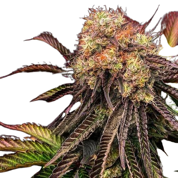 Ice Cream Cake | Feminisierte Cannabissamen