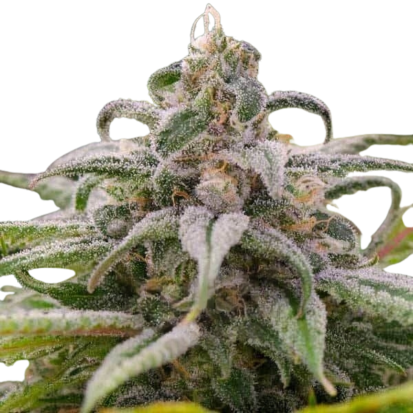 Maui Waui | Feminisierte Cannabissamen