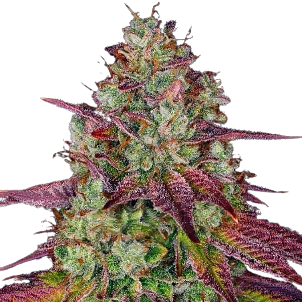 Mimosa | Feminisierte Cannabissamen