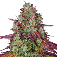 Mimosa | Feminisierte Cannabissamen