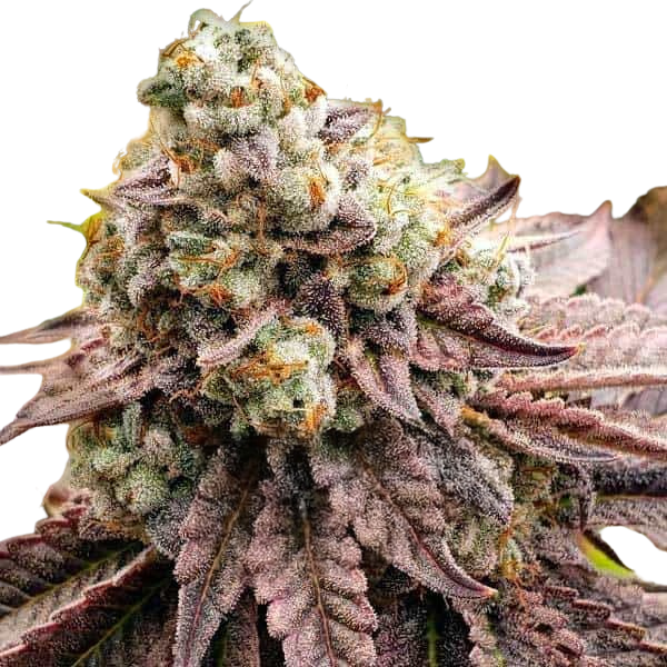 Motor Breath | Feminisierte Cannabissamen