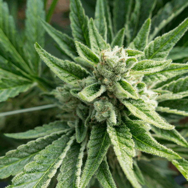 OG Kush | Feminisierte Cannabissamen