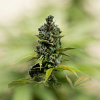 Acapulco Gold
