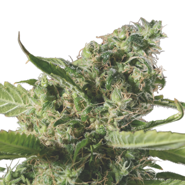 Bruce Banner | Feminisierte Cannabissamen