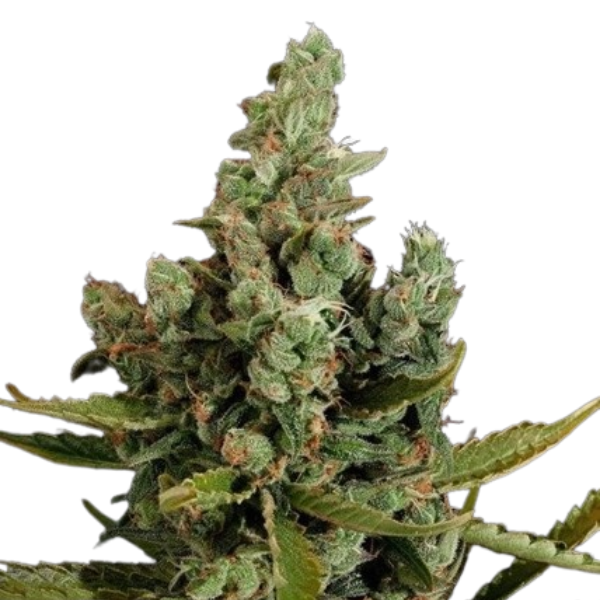 Cheese | Feminisierte Cannabissamen