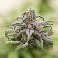 Maui Waui