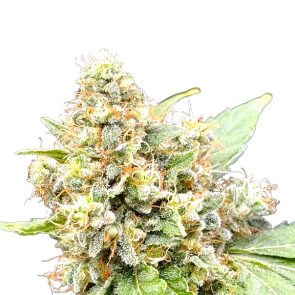 Godfather OG | Feminisierte Cannabissamen