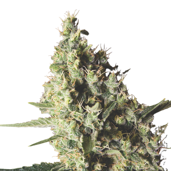 Northern Lights | Feminisierte Cannabissamen
