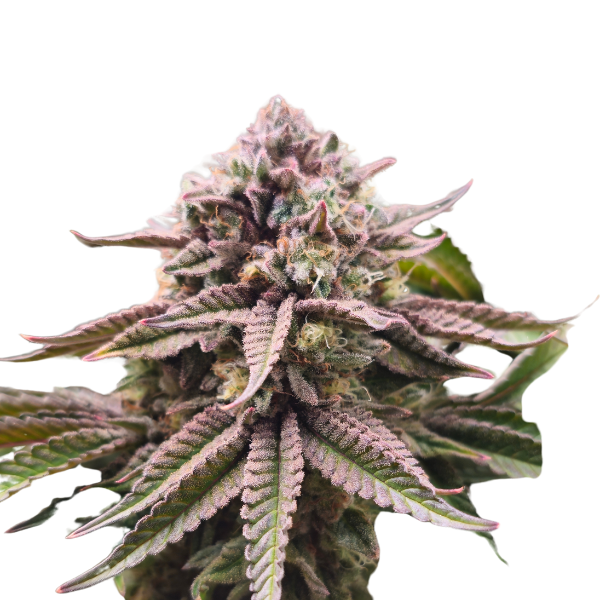 Runtz X Layer Cake | Feminisierte Cannabissamen
