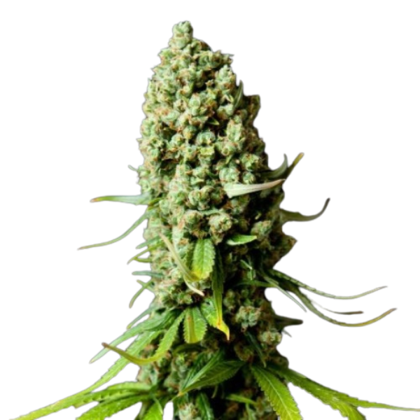 Super Skunk | Feminisierte Cannabissamen