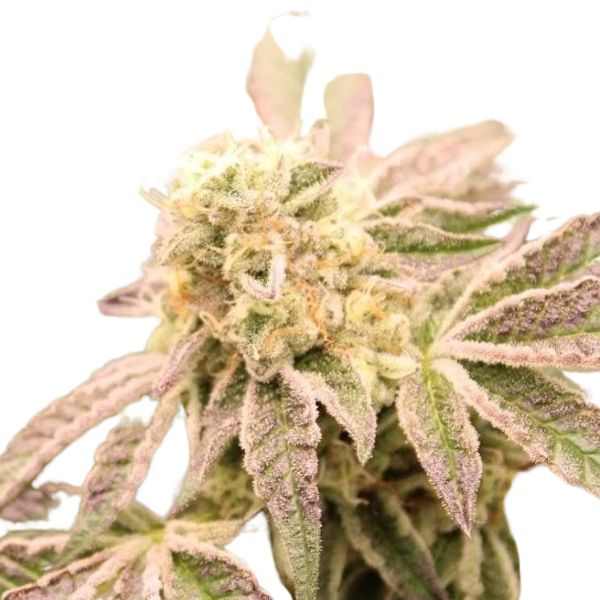 Wedding Cake | Feminisierte Cannabissamen