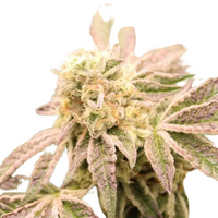 Wedding Cake | Feminisierte Cannabissamen