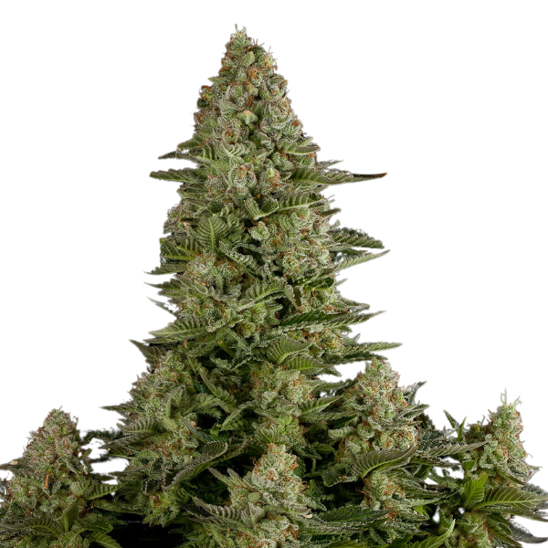 White Widow | Feminisierte Cannabissamen