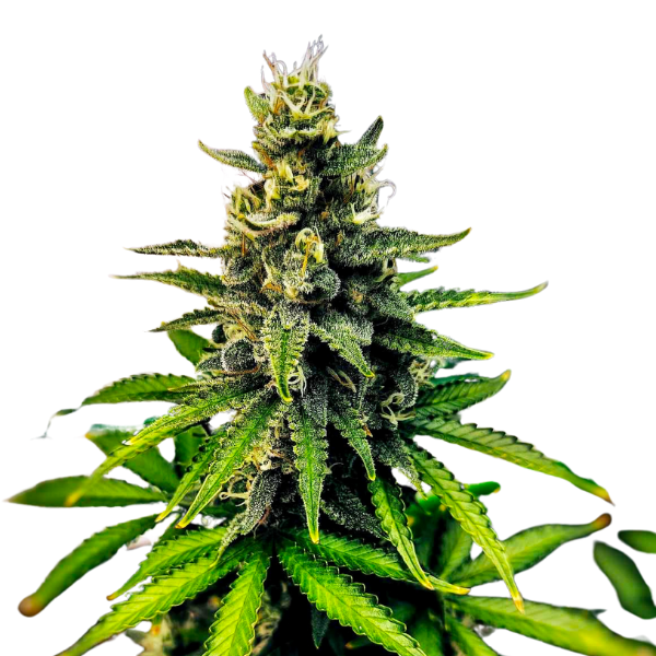 Zkittlez | Feminisierte Cannabissamen