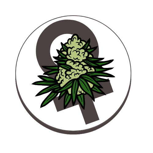 Autoflower