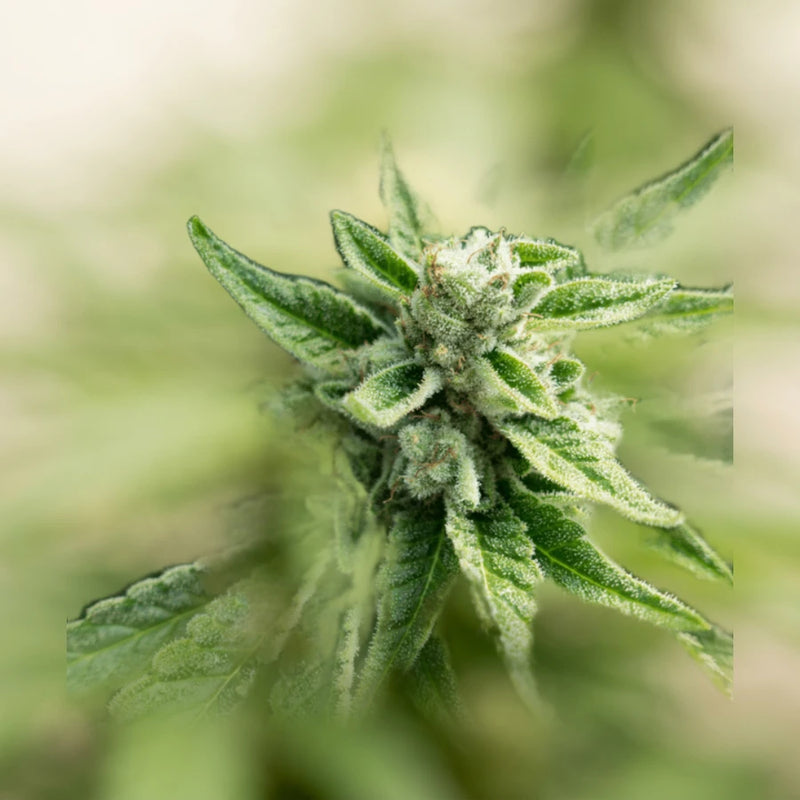 OG Kush