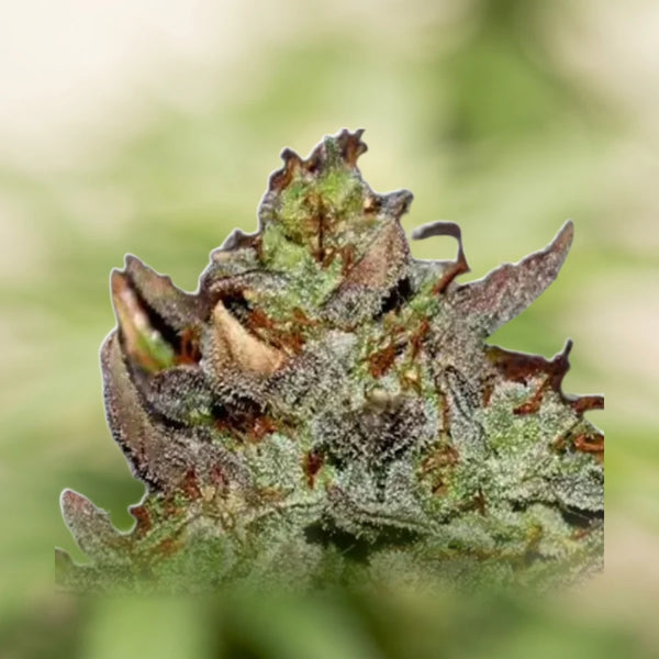 Girls Scout Cookies