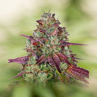 Mimosa