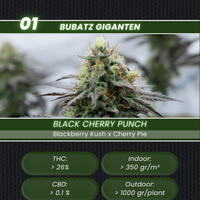 Bubatz Bundle | Quartett und 3 Samen