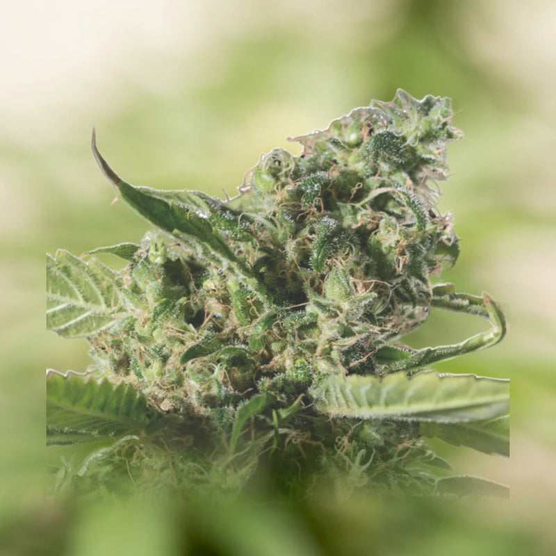 Bruce Banner