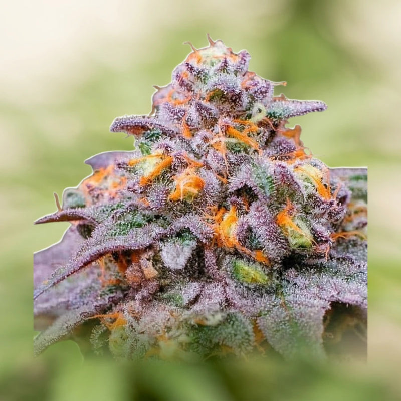 Gelato 33