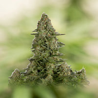 White Widow