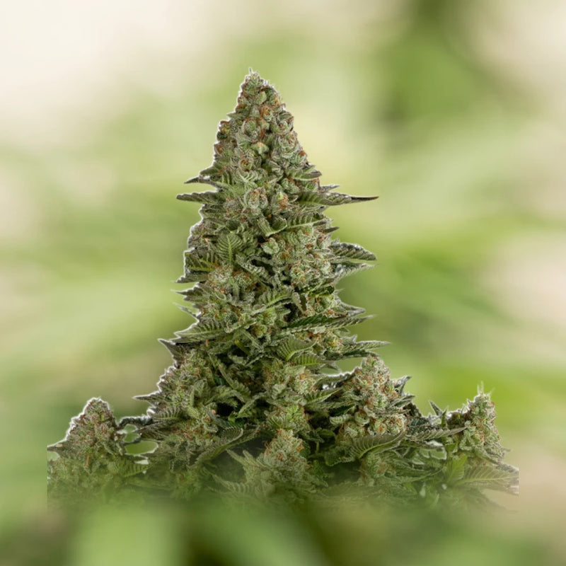 White Widow