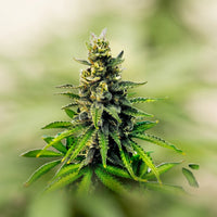 Zkittlez
