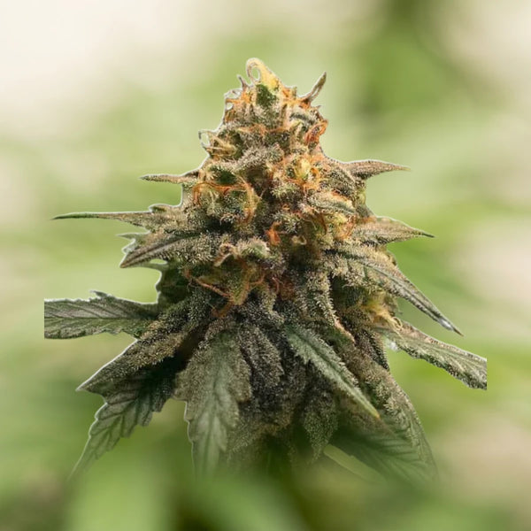 Amnesia Autoflower