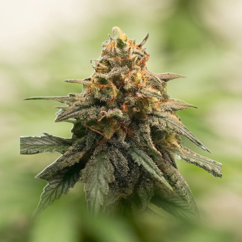 Amnesia Autoflower