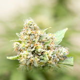 Godfather OG