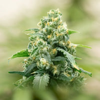 Big Bud