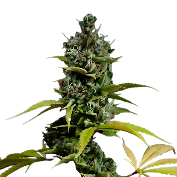 Acapulco Gold | Feminisierte Cannabissamen